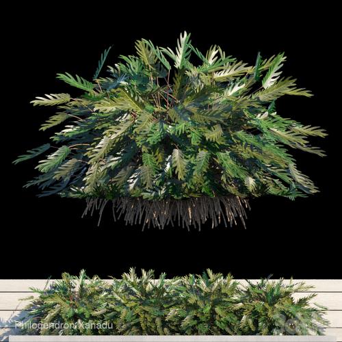 Philodendron Xanadu exterior kit