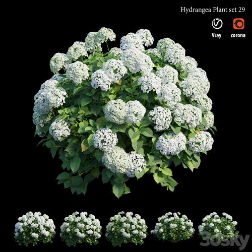 Hydrangea Plant set 29