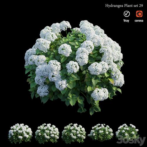 Hydrangea Plant set 29