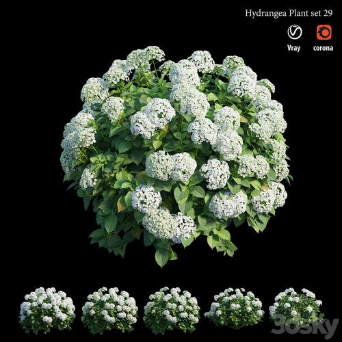 Hydrangea Plant set 29