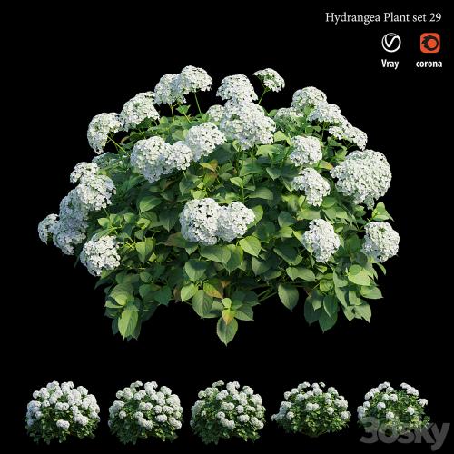 Hydrangea Plant set 29