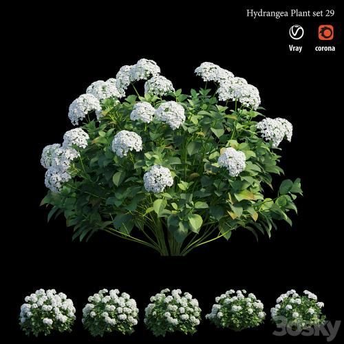 Hydrangea Plant set 29