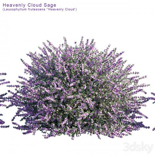 Heavenly Cloud Sage | Leucophyllum frutescens