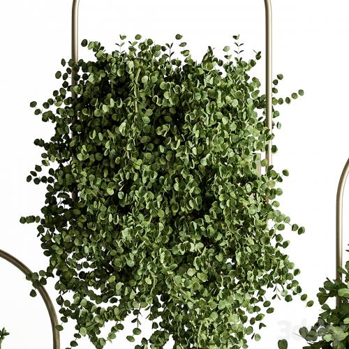 indoor Plant Set 410 - Hanging Plants