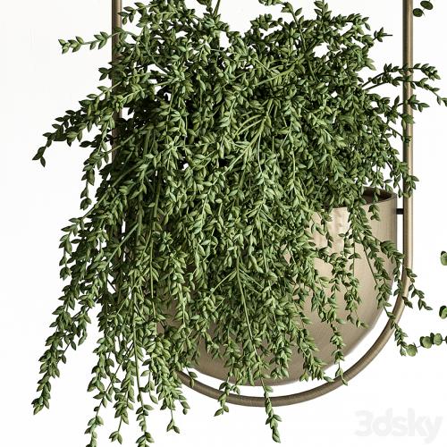 indoor Plant Set 410 - Hanging Plants