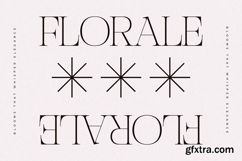 Nocashe New Display Font Serif C6A648A