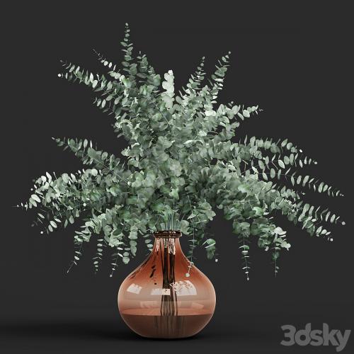 Vase eucalyptus cinerea