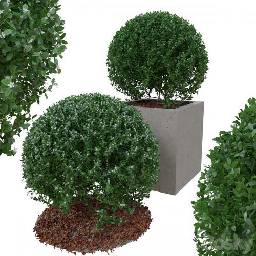 Boxwood bush in the form of a ball