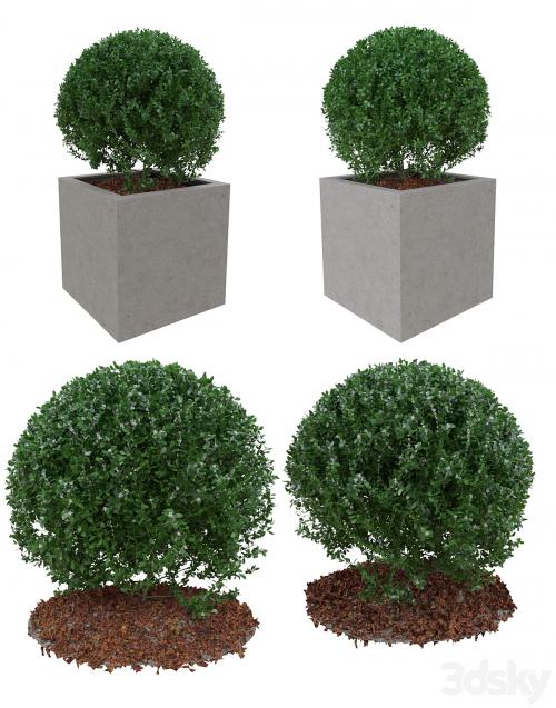 Boxwood bush in the form of a ball