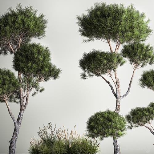 Small trees in pots pine topiary, wildflowers, bush, feather grass grass. Plant collection 1177.