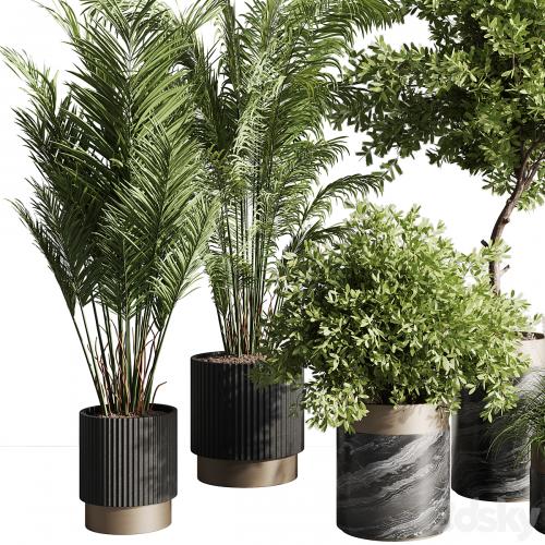 indoor plant set 57