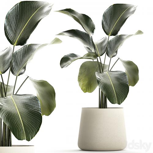 Exotic bush Calathea lutea in a pot, Strelitzia. Plants 1310