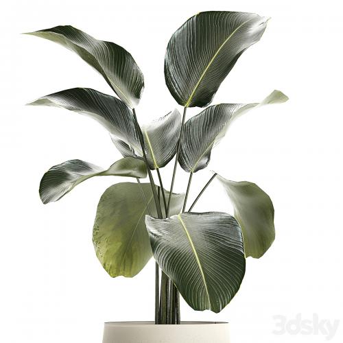 Exotic bush Calathea lutea in a pot, Strelitzia. Plants 1310