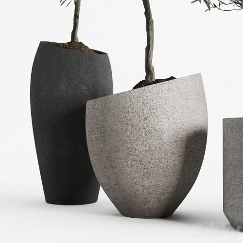 Olive European Potted Eco Stone Hitohana