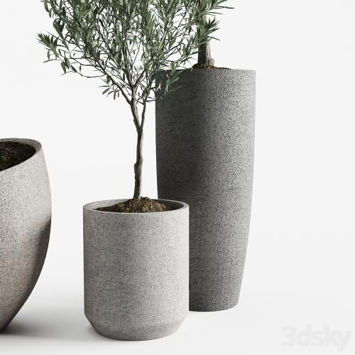 Olive European Potted Eco Stone Hitohana