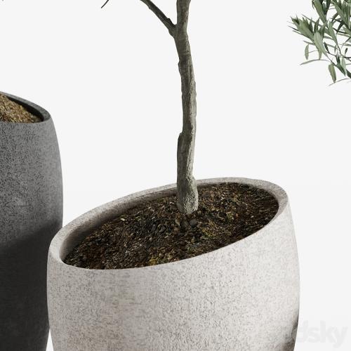 Olive European Potted Eco Stone Hitohana