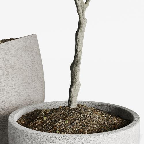 Olive European Potted Eco Stone Hitohana