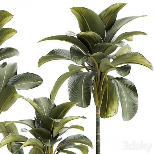 Exotic bush Calathea lutea in a pot, Strelitzia. Plant set 1306