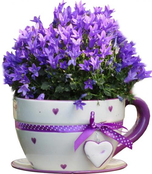 Plant Purple Flowers Background Purple Hyacinths Purple Flowers