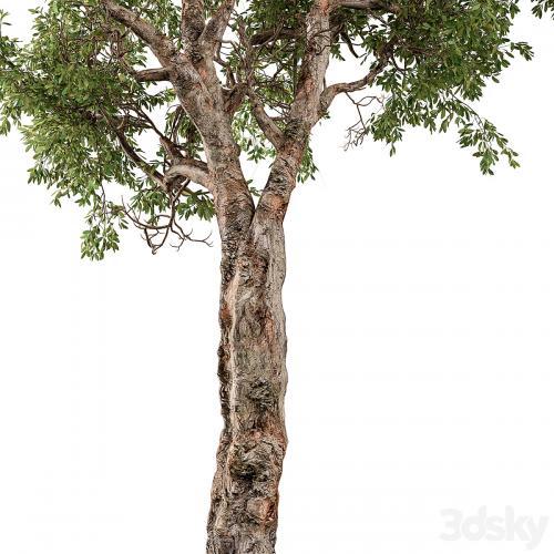 Broadleaf Tree Set 217