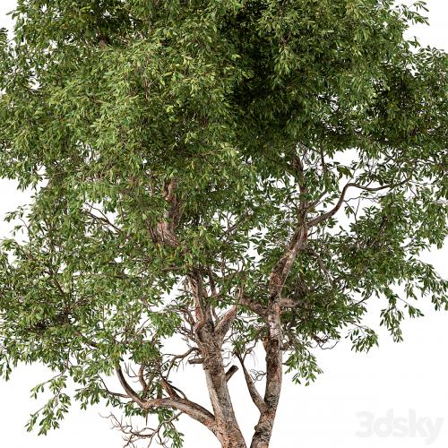 Broadleaf Tree Set 217