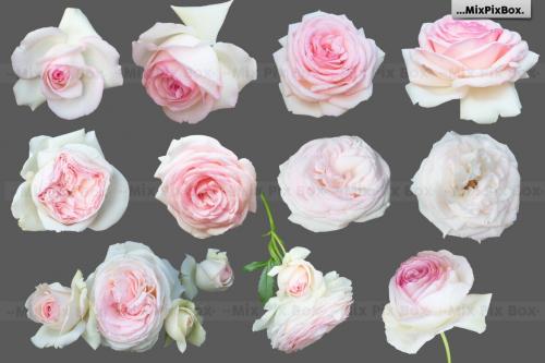 Deeezy - Roses Photo Overlays