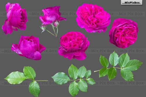 Deeezy - Roses Photo Overlays