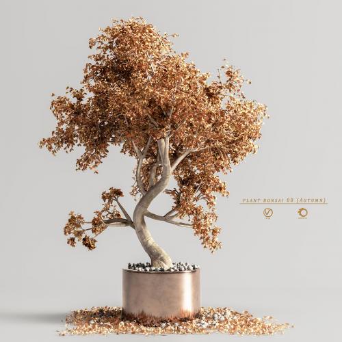 plant bonsai 08 (Autumn)