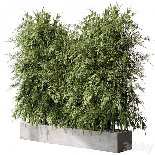 Bamboo Plants - Outdoor Plants 468