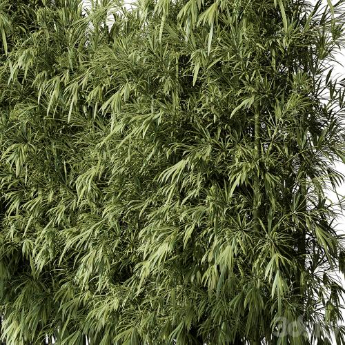 Bamboo Plants - Outdoor Plants 468