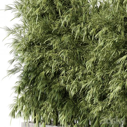 Bamboo Plants - Outdoor Plants 468