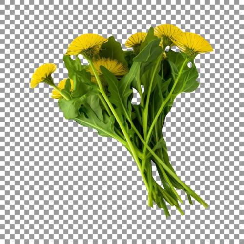 Fresh Dandelions Isolated On Transparent Background