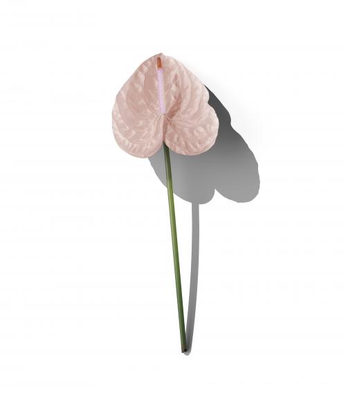 Creatoom -  Anthurium Flower Front View