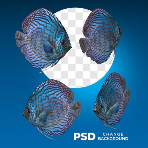 Psd Fish Many Poses