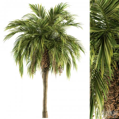 Tree Green Palm with Fruit - Set 34