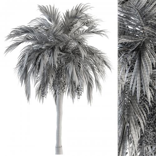 Tree Green Palm with Fruit - Set 34