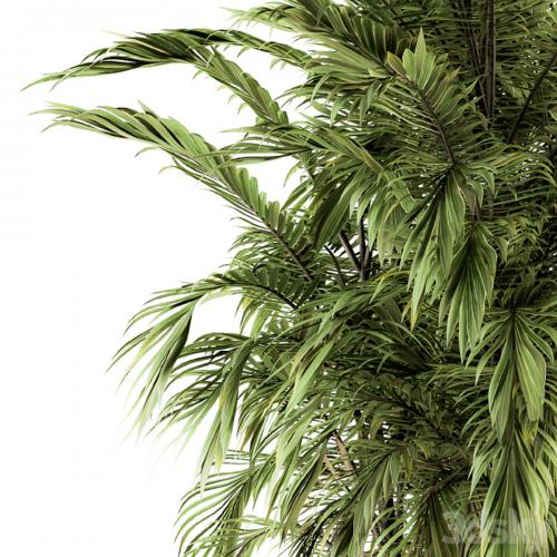 Tree Green Palm bunch - Set 32