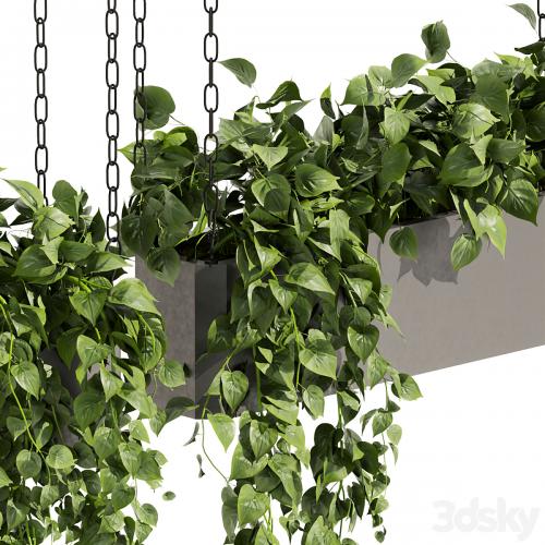 Collection plant vol 469 - ampelous - hanging - pothos