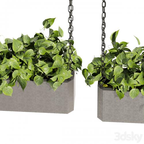 Collection plant vol 469 - ampelous - hanging - pothos