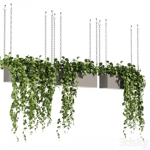 Collection plant vol 469 - ampelous - hanging - pothos