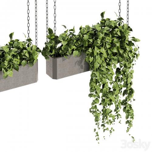 Collection plant vol 469 - ampelous - hanging - pothos