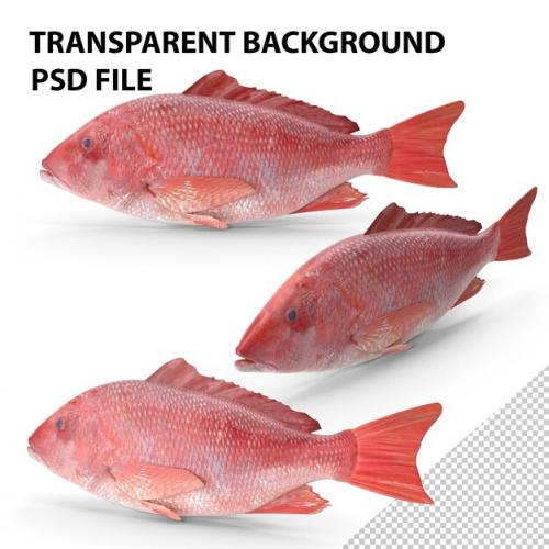 Red Snapper Fish Png