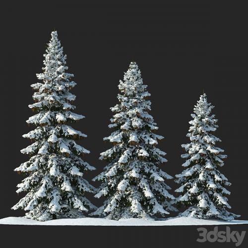 Winter spruces (Winter spruces)