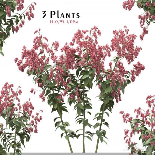 Set of Polygonum Orientale Plant ( Princes Feather ) ( 3 Plants )