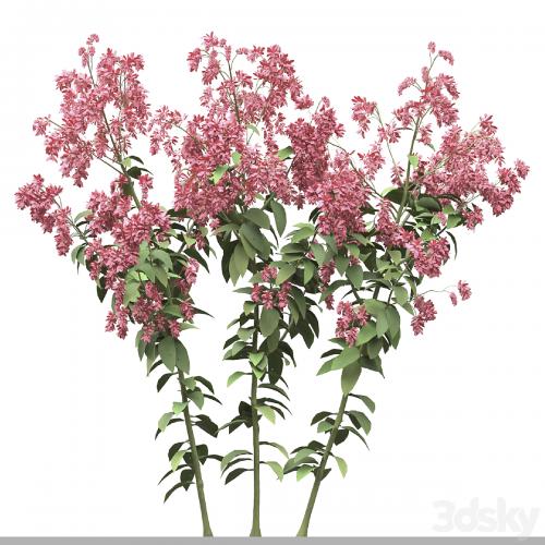 Set of Polygonum Orientale Plant ( Princes Feather ) ( 3 Plants )