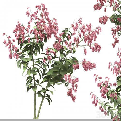 Set of Polygonum Orientale Plant ( Princes Feather ) ( 3 Plants )