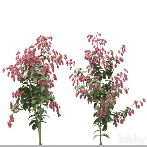 Set of Polygonum Orientale Plant ( Princes Feather ) ( 3 Plants )