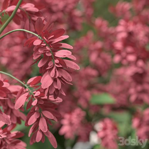 Set of Polygonum Orientale Plant ( Princes Feather ) ( 3 Plants )