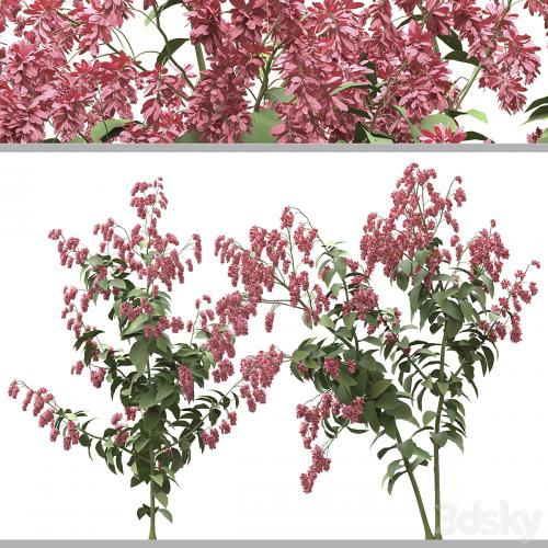 Set of Polygonum Orientale Plant ( Princes Feather ) ( 3 Plants )