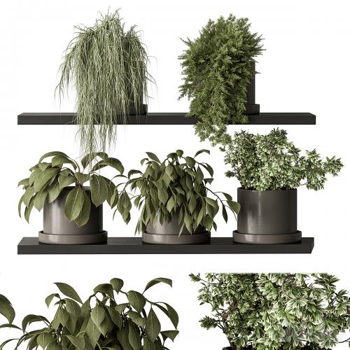 indoor Plant 466 - Small Plant pot